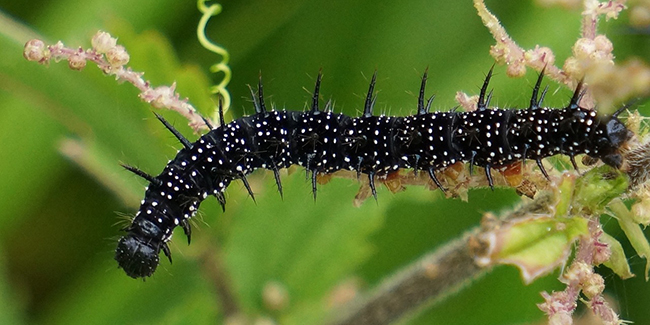 Comment se débarrasser des petites chenilles noires dans sa maison?