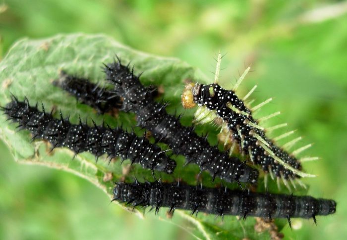Comment éliminer les petites chenilles noires dans sa maison ?
